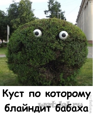 Куст Куст